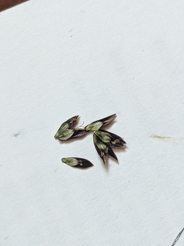 Image of Carex nelsonii by (c) Alaina Krakowiak, some rights reserved (CC BY)