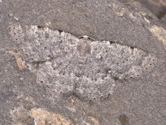 Charissa pullata
