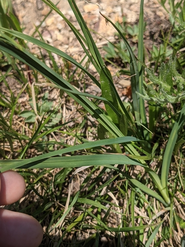 Image of Carex nelsonii by (c) Alaina Krakowiak, some rights reserved (CC BY)