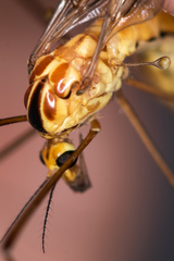 Nephrotoma scurra