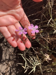 Dianthus chinensis