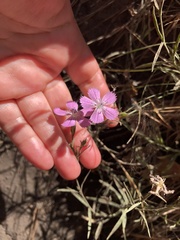 Dianthus chinensis