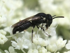 Hylaeus