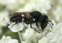 Hylaeus
