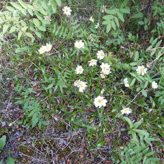 Dryas integrifolia sylvatica