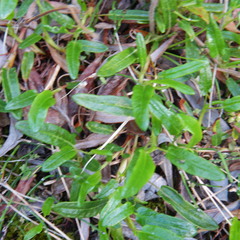 Dryas integrifolia sylvatica