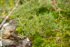 Selaginella acanthonota