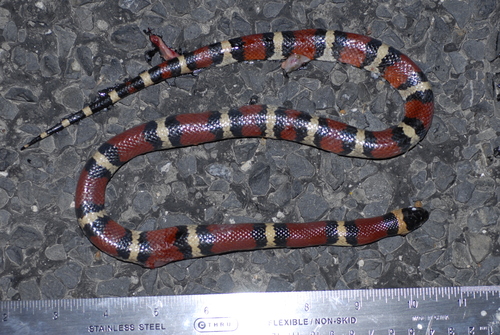 Photo of a Mexican Milksnake (Lampropeltis annulata)