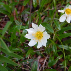 Dryas integrifolia sylvatica