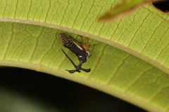 Bocydium globulare