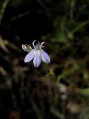 Lobelia nuttallii