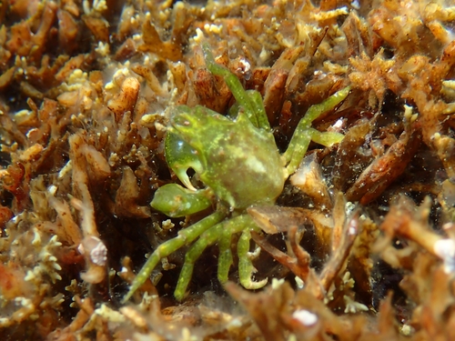 surf crab