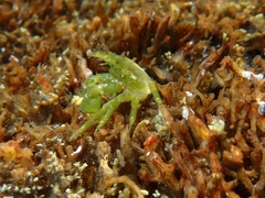 Acanthonyx lunulatus