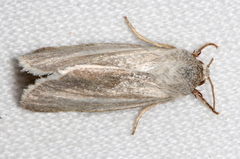 Heliocheilus pallida