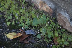 Epilobium lanceolatum