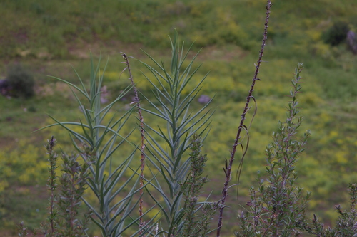 Bomarea involucrosa (Bomarea involucrosa)