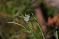 Epilobium lanceolatum