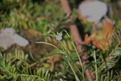 Epilobium lanceolatum