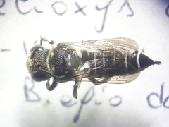 Coelioxys argenteus
