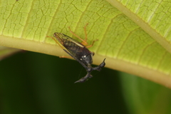Bocydium globulare