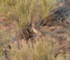 Oreoscoptes montanus