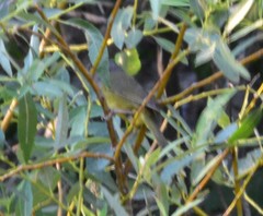 Geothlypis tolmiei
