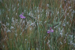 Calopogon tuberosus