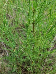 Polygonella americana