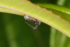 Bocydium globulare