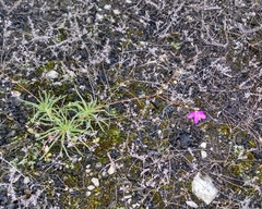 Phemeranthus calcaricus