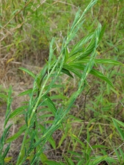Polygonella americana
