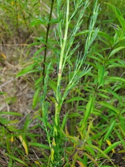 Polygonella americana
