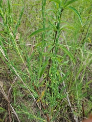Polygonella americana