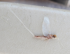 Callibaetis ferrugineus hageni