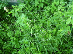 Galium pseudorivale