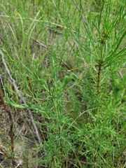 Polygonella americana
