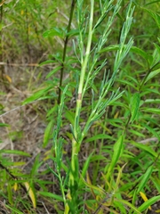Polygonella americana