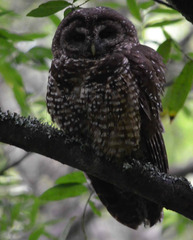 Strix occidentalis