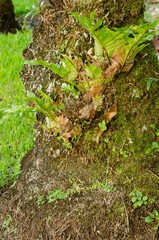 Drynaria quercifolia image