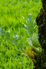 Image of Drynaria quercifolia