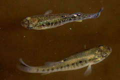 Fundulus diaphanus