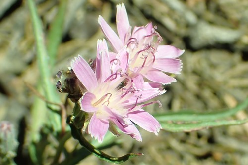 Image of Lettuce Wirelettuce (Stephanomeria lactucina) by no rights reserved