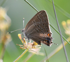 Satyrium calanus