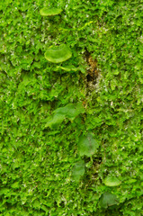 Didymoglossum punctatum subsp. floridanum image