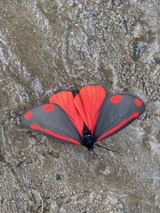 Tyria jacobaeae