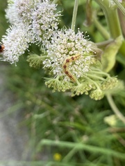 Eupithecia satyrata