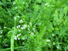 Galium pseudorivale