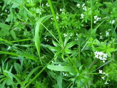 Galium pseudorivale