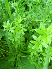 Galium pseudorivale