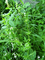 Galium pseudorivale